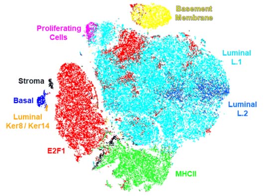 Poster CODEX Breast Cancer tSNE AACR2020 @2x image