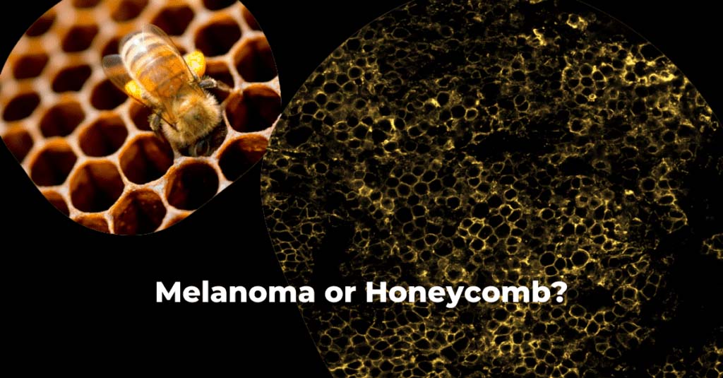 honeycomb image contest 1024x535