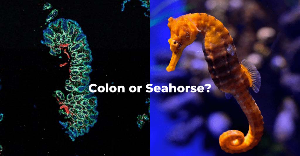 seahorse image contest 1024x535