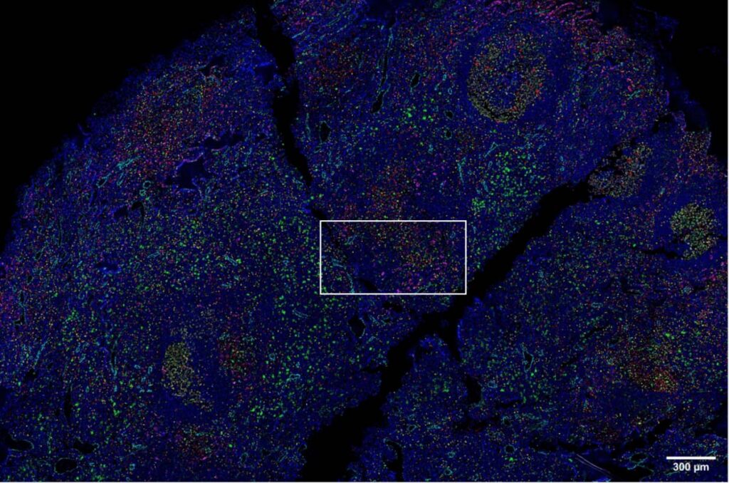 zeiss Human lymph node imaged with 14 antibody codex panel @2x